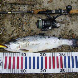 今年初のサクラ開花です。