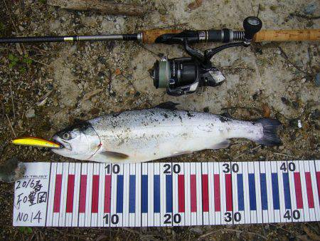 今年初のサクラ開花です。