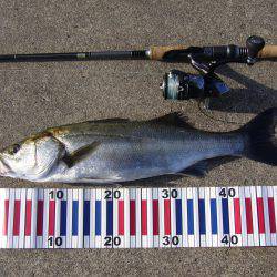 今年初のシーバスGET!