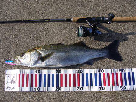 今年初のシーバスGET!