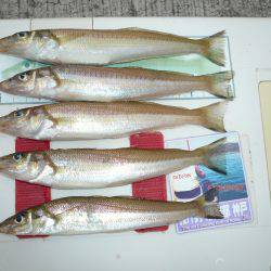 久しぶりのキス釣行