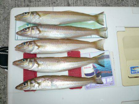 久しぶりのキス釣行