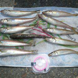 淡路志筑へキス釣行