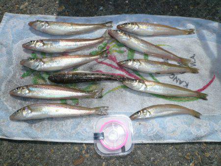 淡路志筑へキス釣行