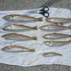 洲本でキス狙い