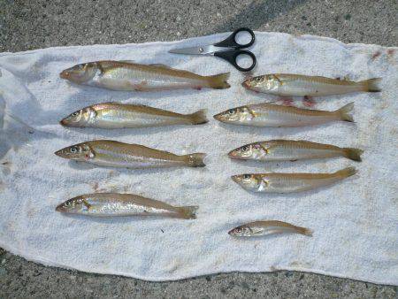 洲本でキス狙い