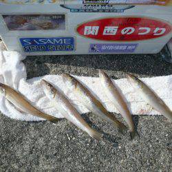 志筑白灯台でキス５匹