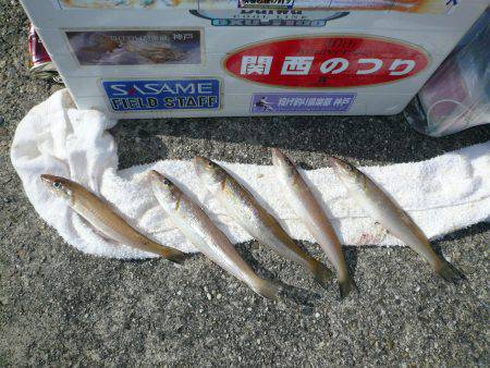 志筑白灯台でキス５匹