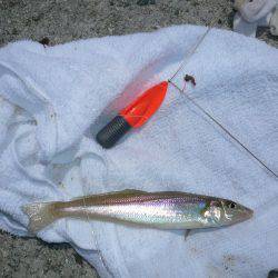 キスの活性が低下