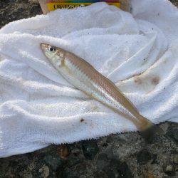 本荘へキス釣査