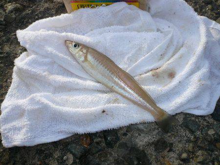 本荘へキス釣査