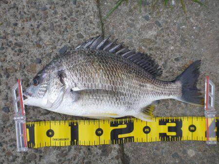 エビ撒き釣りでキビレ・ハネ☆彡