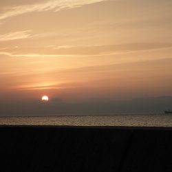 今期最初の春タチが・・・