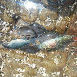 グレ5匹・・・・・イガミ1匹・・・・