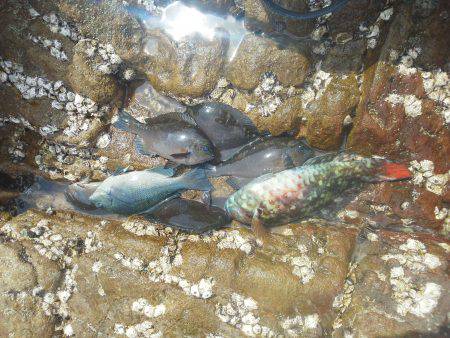 グレ5匹・・・・・イガミ1匹・・・・