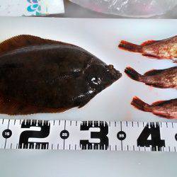 シーズン真っ盛り!花見カレイ2まい!