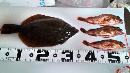 シーズン真っ盛り！花見カレイ2まい！