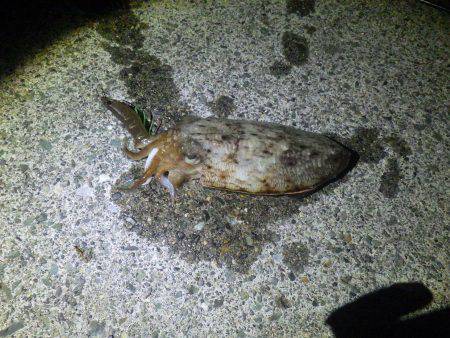 コウイカエギング