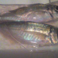 今シーズン初鯵