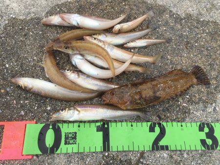 東側　ちょい投げ！