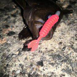 プラグでメバル