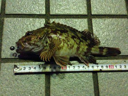 りんくう 橋の下