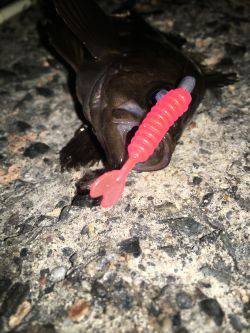 プラグでメバル