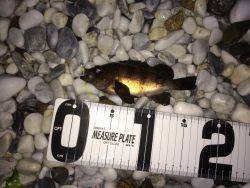 フロートメバリング