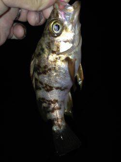 アジングのはずが…