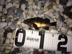 フロートメバリング