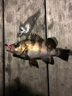 南港メバリング