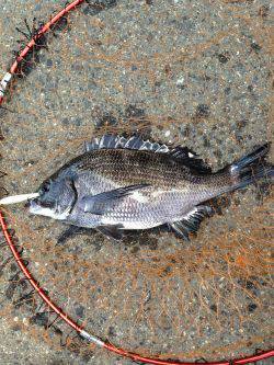 バチよりもベイト