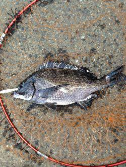 バチよりもベイト