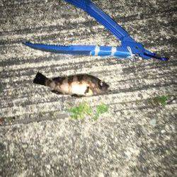 北風が冷たいよ