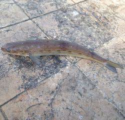 一ヶ月ぶりの獲物