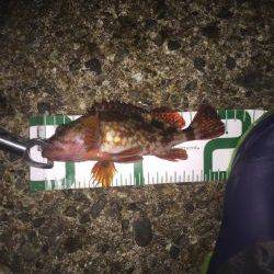 ロリメバル入れ食い。