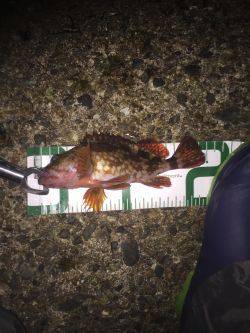 ロリメバル入れ食い。