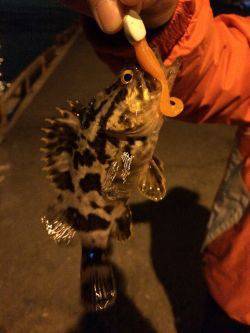 メバルに会えない日が続きます