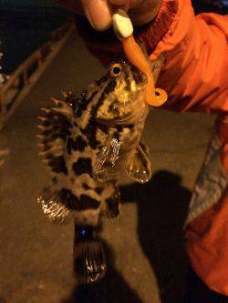 メバルに会えない日が続きます