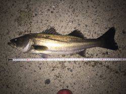 一時間だけの釣行