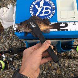 なかなか良かったけどアジは留守でした