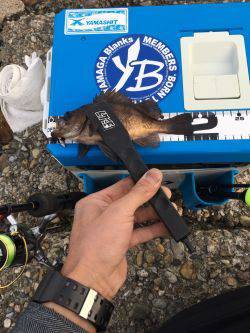 なかなか良かったけどアジは留守でした