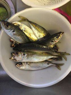 青物狙いが、、、