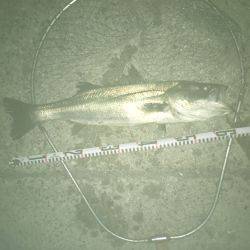 ゆうマズメ狙い的中