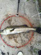 こつこつランガン！