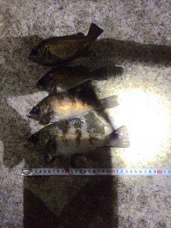 初ガシラで〜す^o^