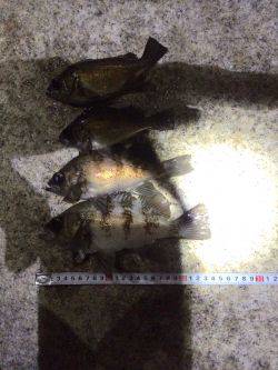 初ガシラで〜す^o^