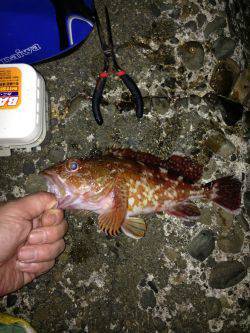 ガッシー釣ったぞー