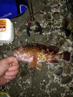 ガッシー釣ったぞー