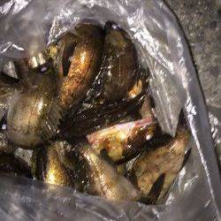 マーブルビーチのメバル